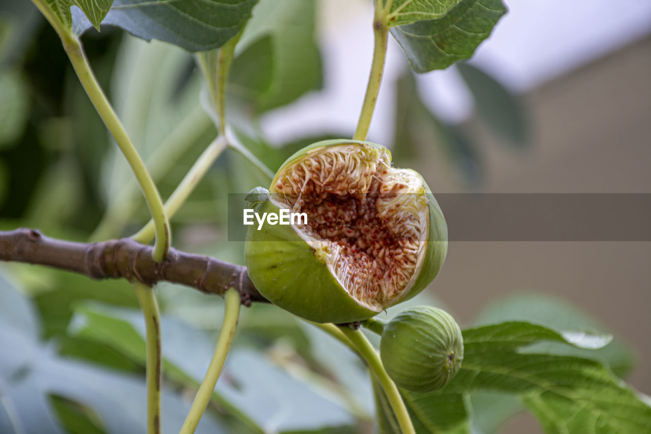 Close-up of fruit on plant