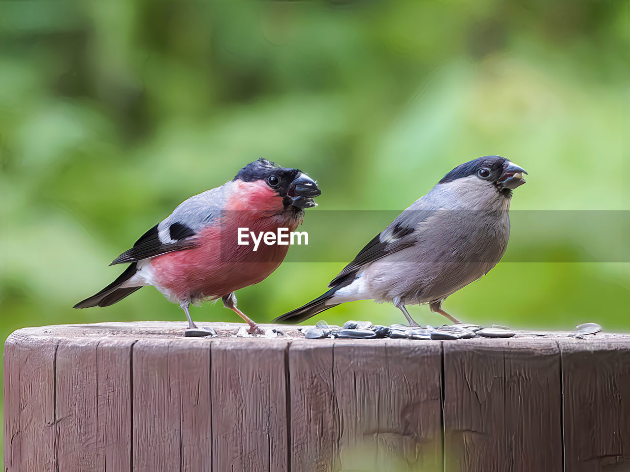 bird, animal themes, animal, animal wildlife, wildlife, wood, perching, beak, focus on foreground, songbird, nature, full length, two animals, group of animals, no people, outdoors, food, day, close-up, fence, food and drink, beauty in nature, multi colored, sparrow, selective focus, eating, side view