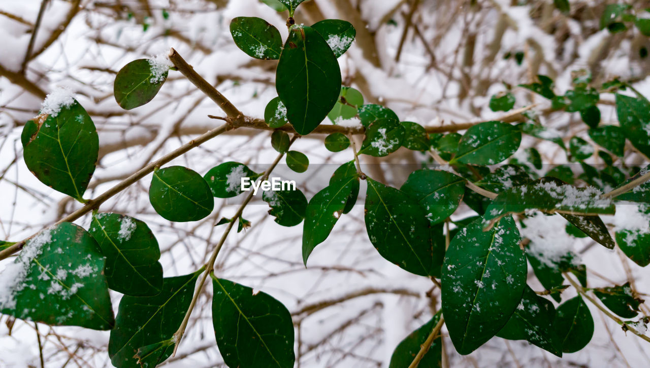 CLOSE-UP OF LEAVES