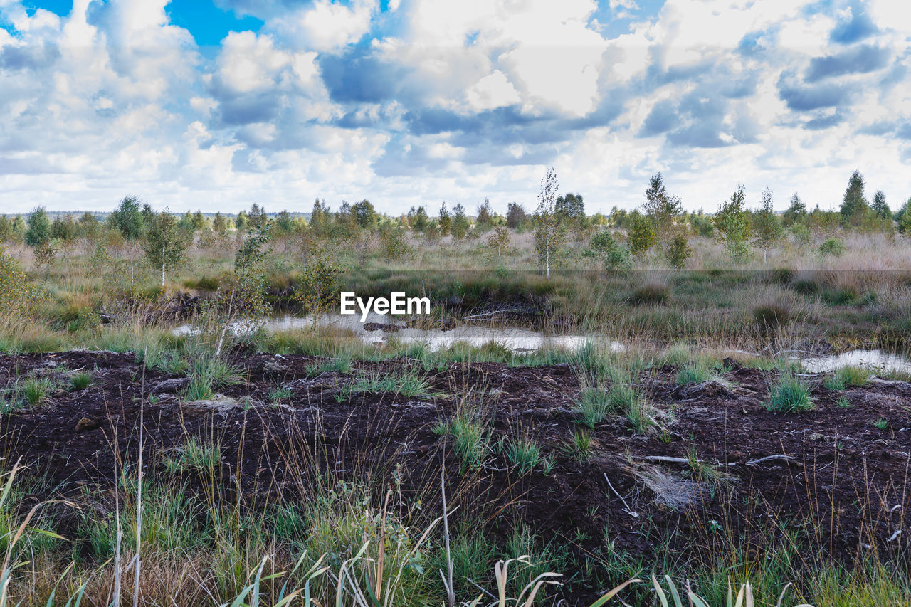 PLANTS GROWING ON LAND