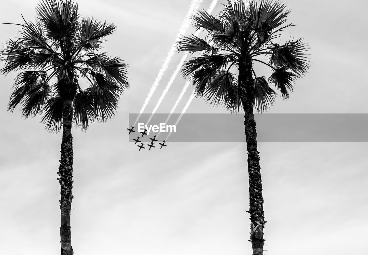 Low angle view of silhouette palm tree against sky airshow