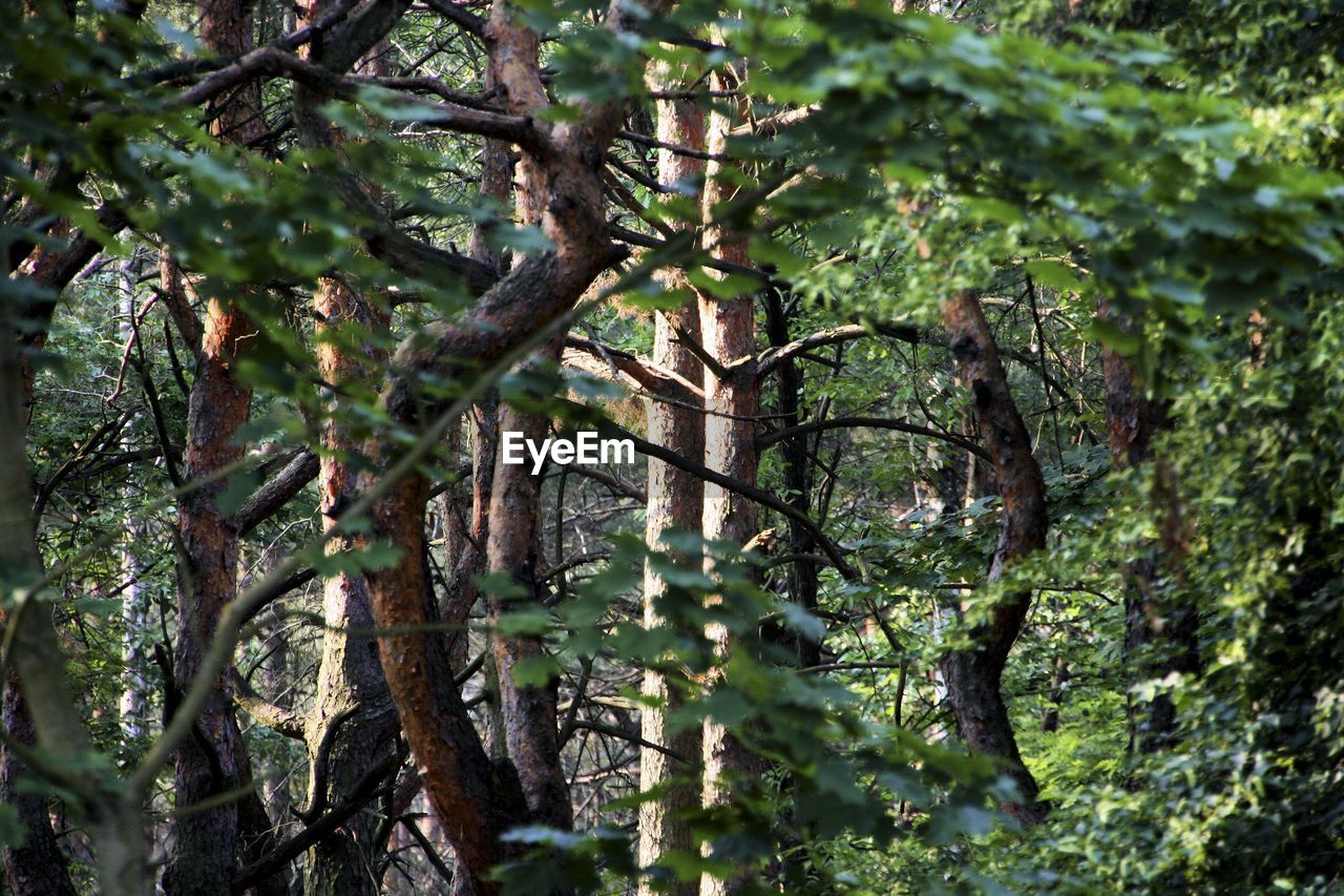 FULL FRAME SHOT OF TREES