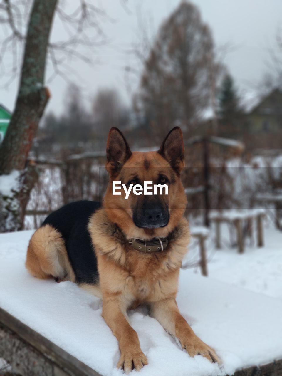 PORTRAIT OF DOG ON SNOWY FIELD DURING WINTER