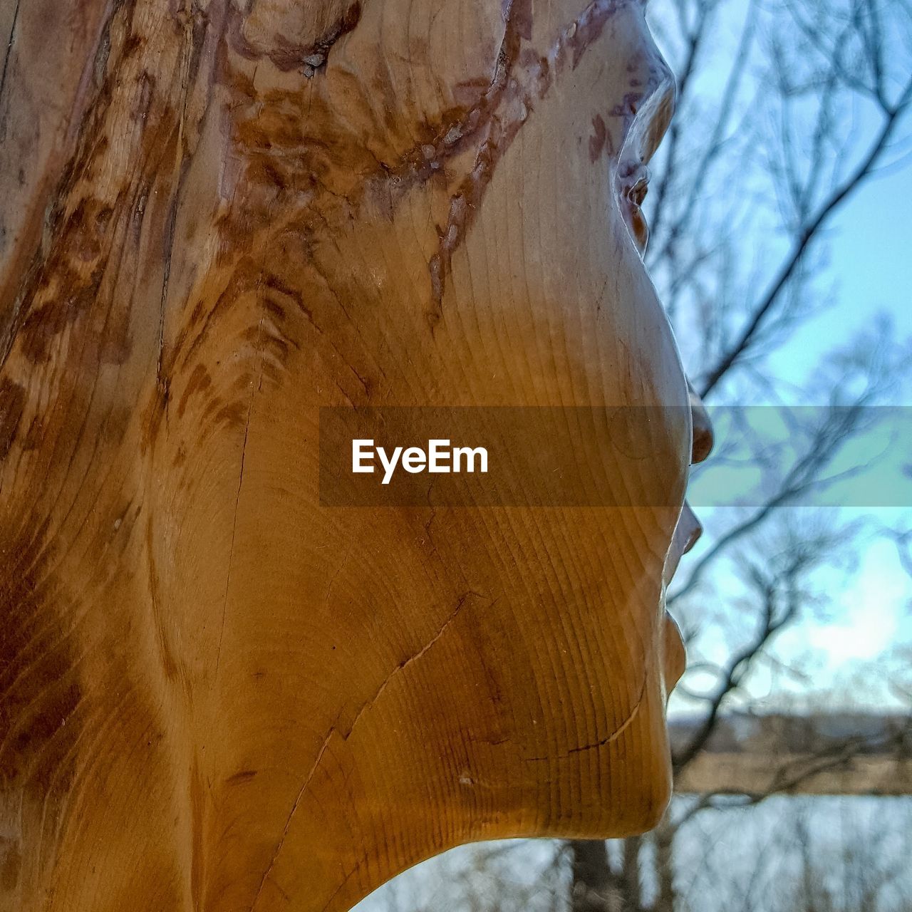 CLOSE-UP OF TREE TRUNK DURING WINTER