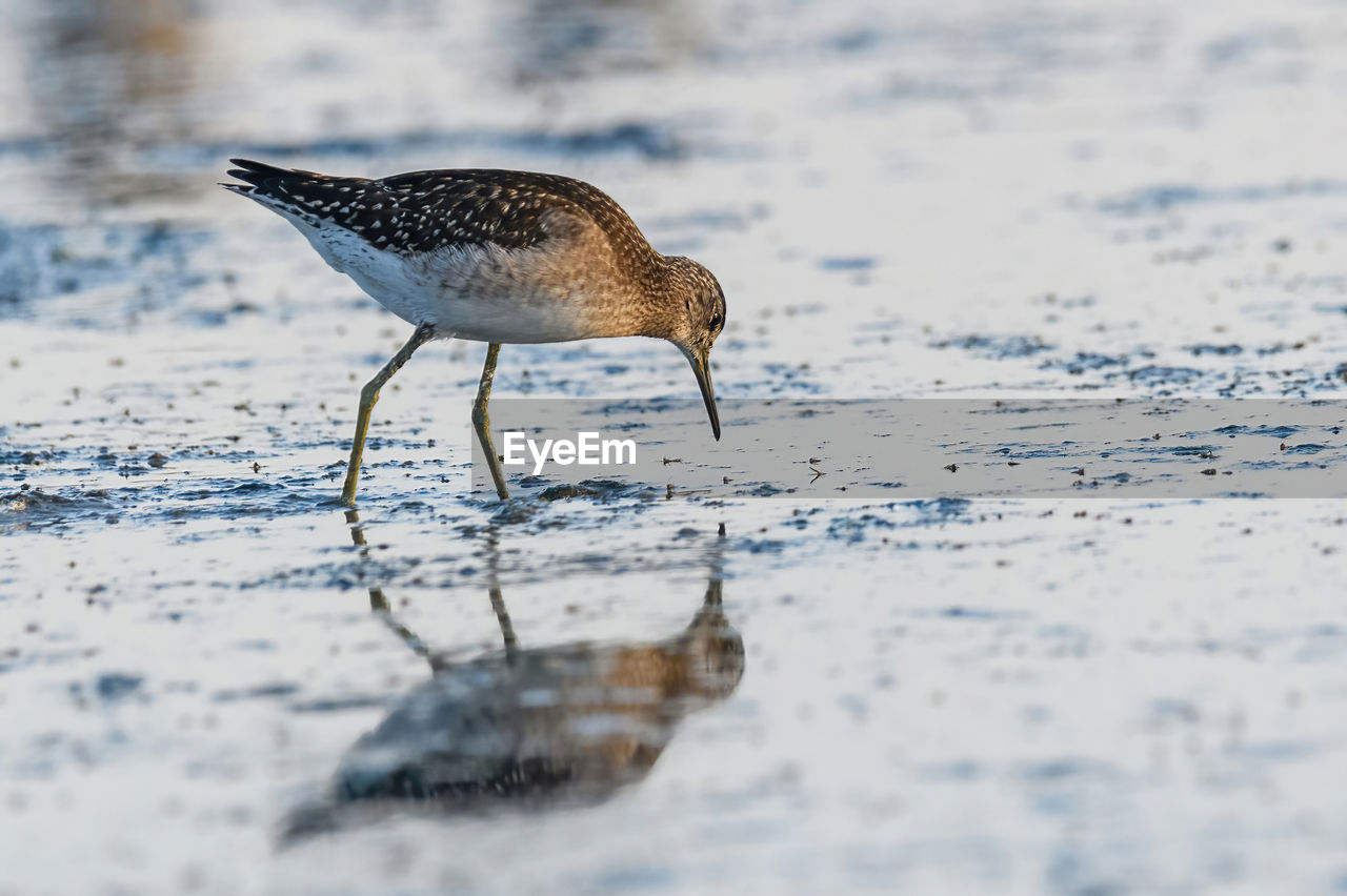 high angle view of bird perching on beach