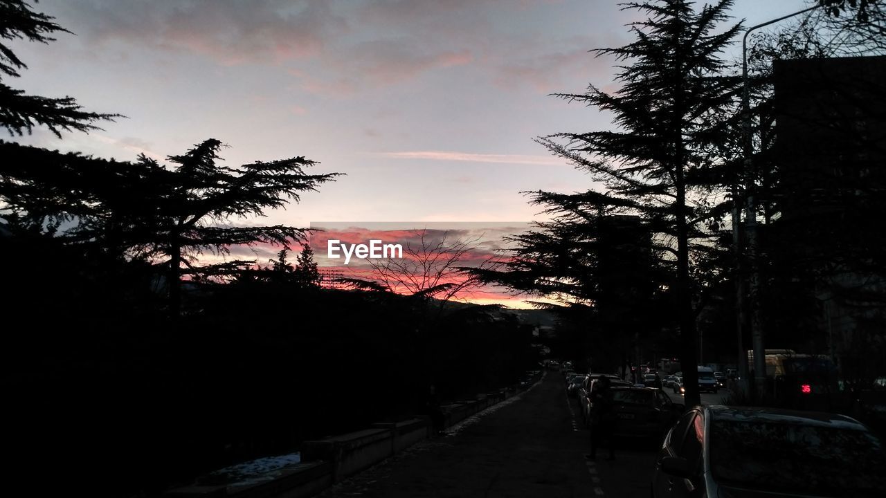 SILHOUETTE OF TREES AT SUNSET