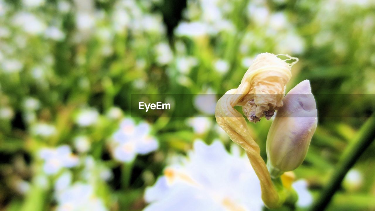 Close-up of white flower buds