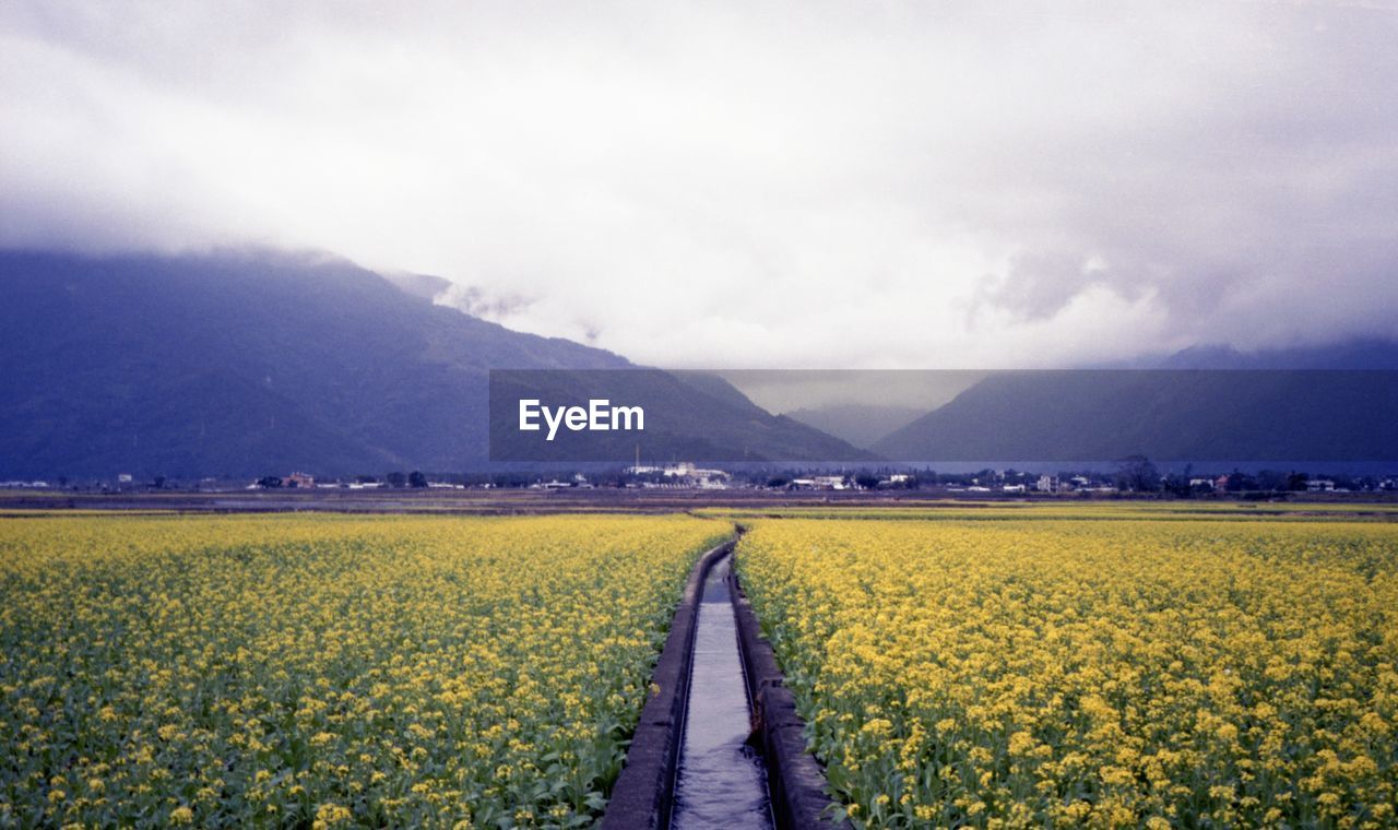 landscape, beauty in nature, environment, horizon, plant, rural scene, scenics - nature, land, field, sky, flower, rapeseed, agriculture, nature, flowering plant, mountain, cloud, tranquil scene, tranquility, canola, crop, yellow, farm, freshness, growth, vegetable, morning, rural area, no people, mountain range, idyllic, day, outdoors, transportation, springtime, oilseed rape, road, non-urban scene, travel destinations, food, produce, meadow, the way forward, travel, sunlight