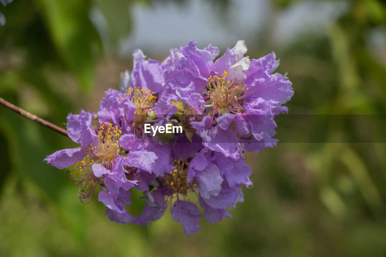 CLOSE-UP OF PURPLE FLOWER