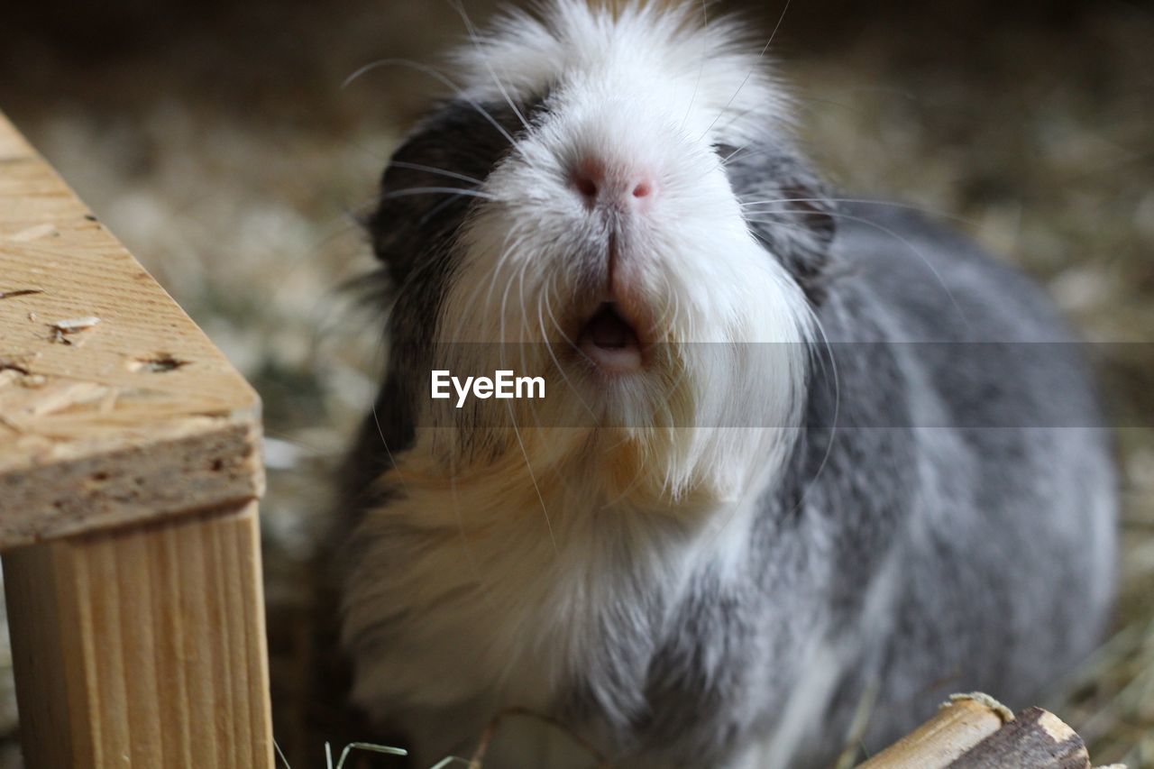 CLOSE-UP PORTRAIT OF A WHITE ANIMAL