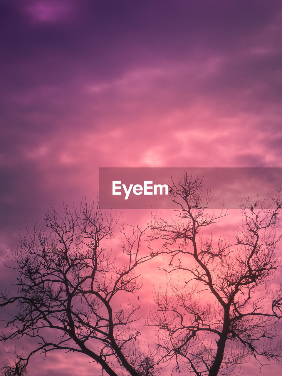 sky, tree, pink, cloud, bare tree, plant, beauty in nature, nature, dawn, branch, sunset, scenics - nature, no people, silhouette, dramatic sky, tranquility, outdoors, purple, evening, environment, low angle view, landscape, red sky at morning, magenta, tranquil scene, cloudscape