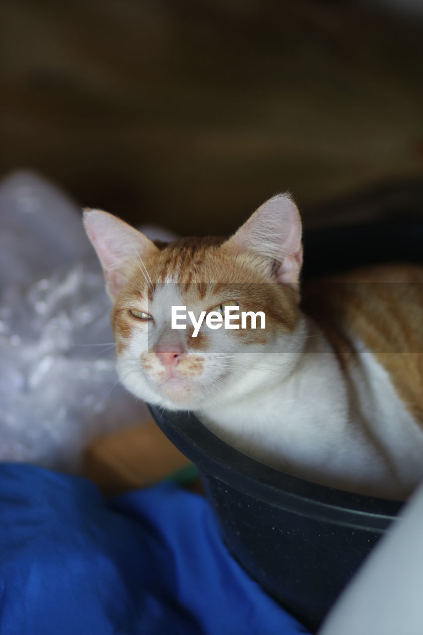 CLOSE-UP OF CAT