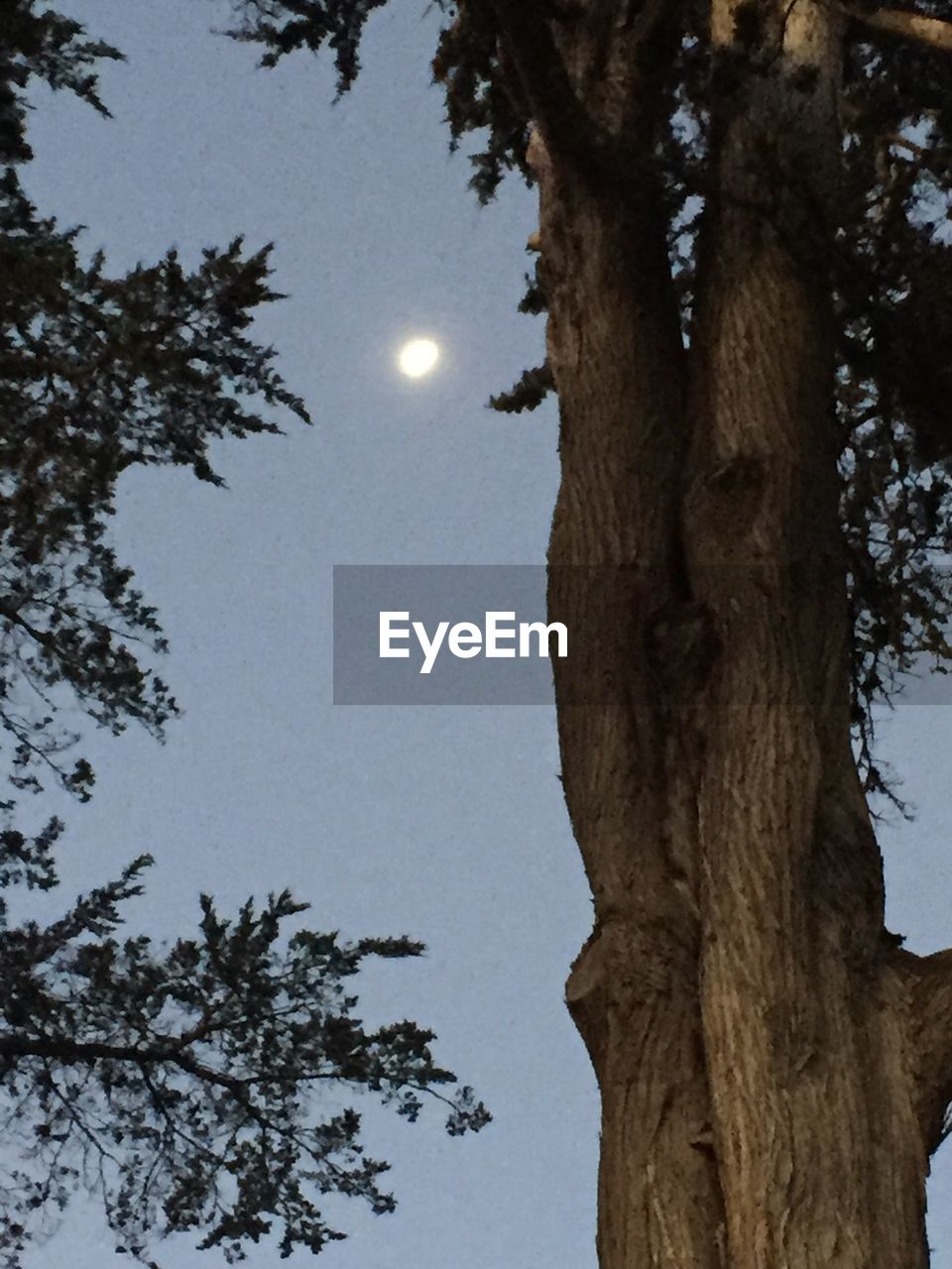 LOW ANGLE VIEW OF TREES AGAINST THE SKY