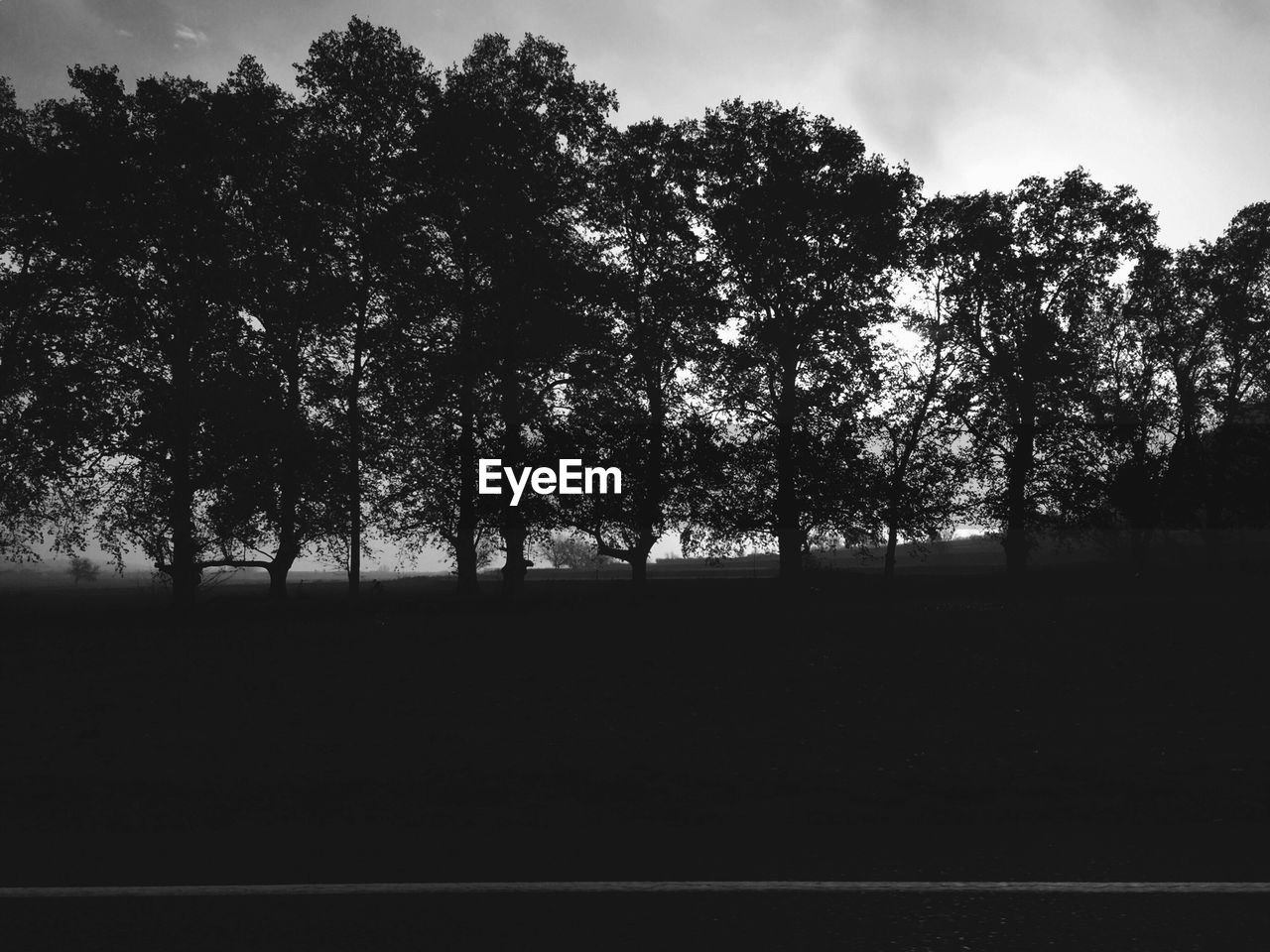 TREES ON FIELD AGAINST SKY