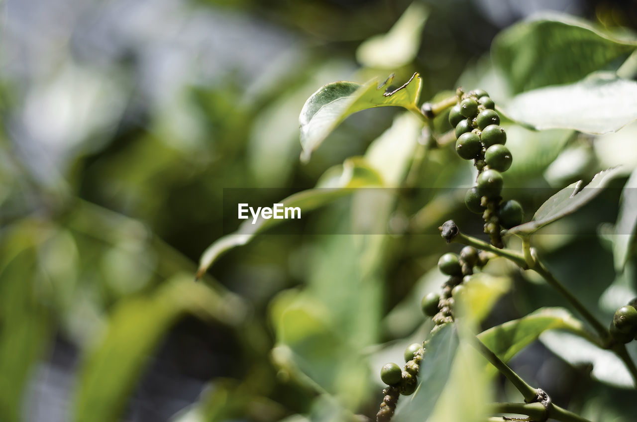 close-up of green leaves