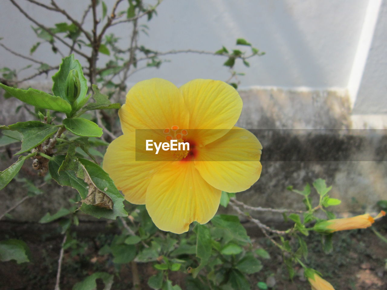 CLOSE-UP OF YELLOW FLOWERS BLOOMING