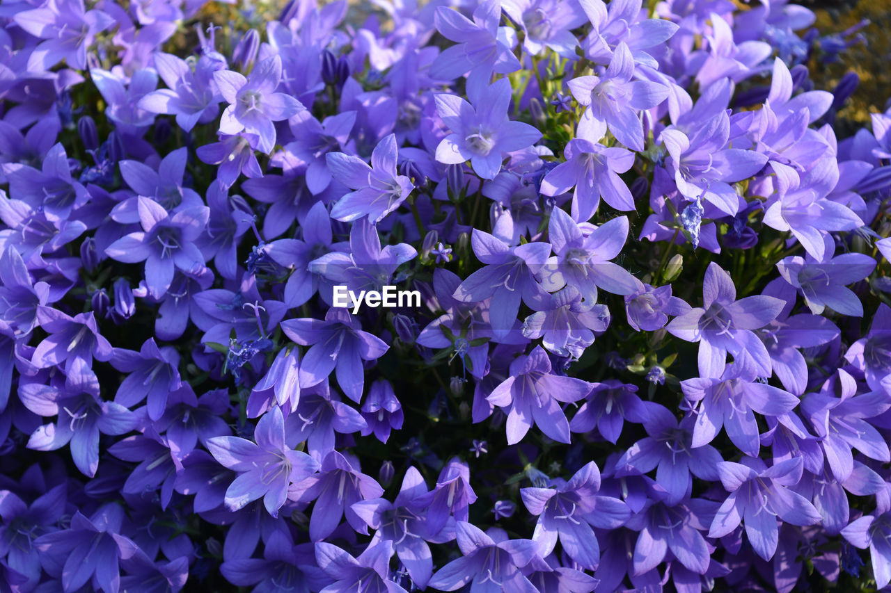 Beautiful mass of purple flowers, known as campanula bavarian blue, growing out of a garden wall