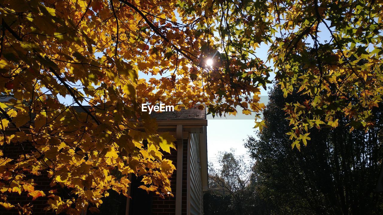 Low angle view of trees against sky