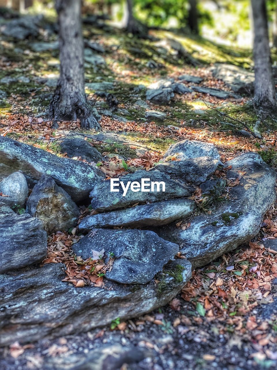 MOSS ON TREE TRUNK IN FOREST