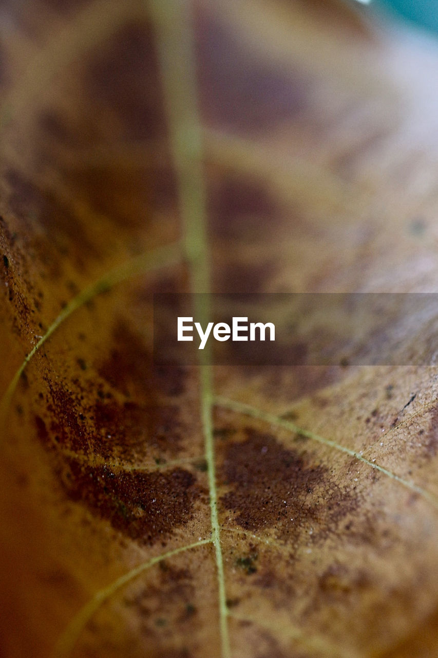 Decay Full Frame Botany Botany Close Up Macro Macro_collection Macro Photography Leaf Leaf Vein Brown Autumn Leaves Autumn Colors Close-up Textures And Surfaces