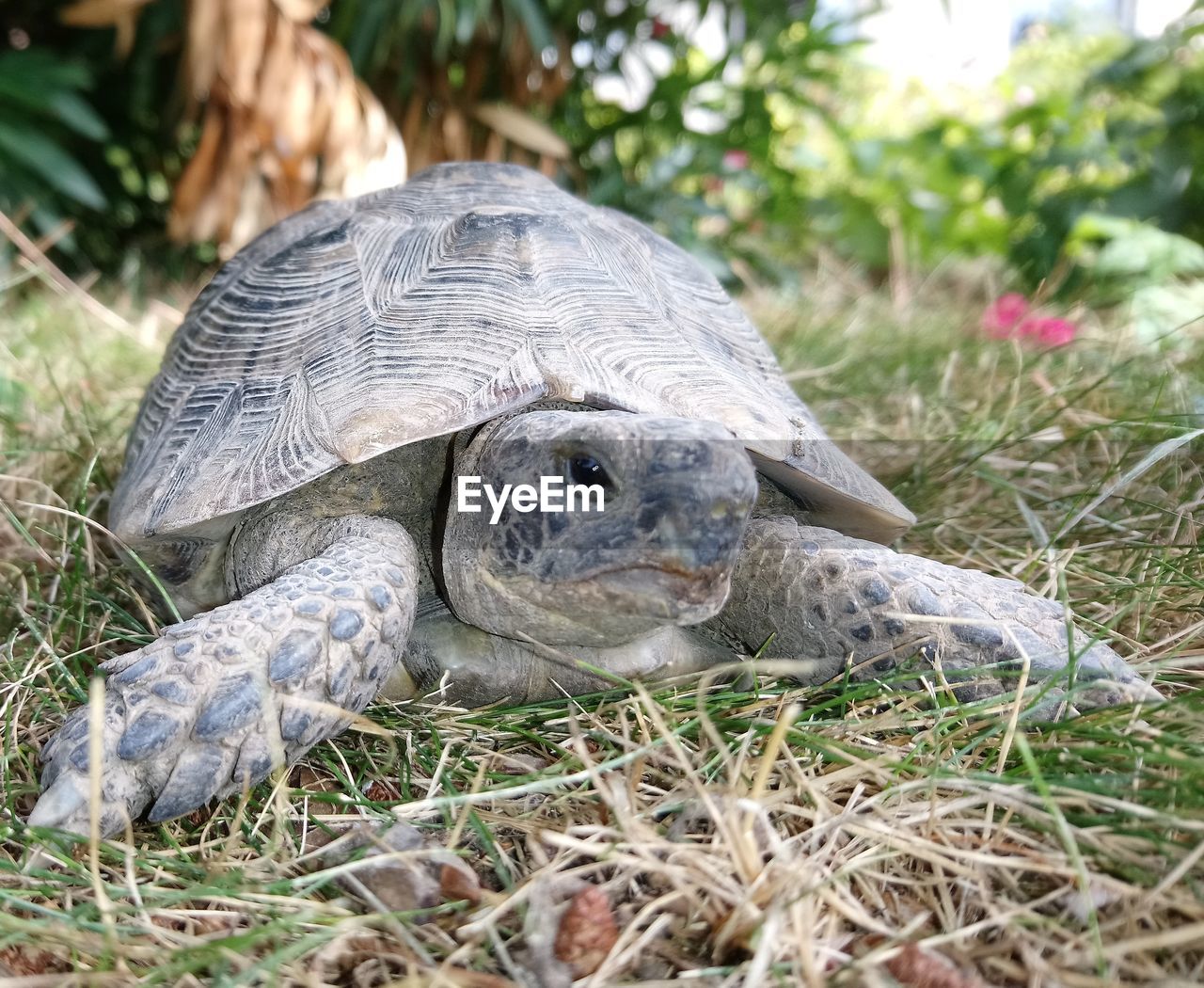 Close-up of a turtle on field