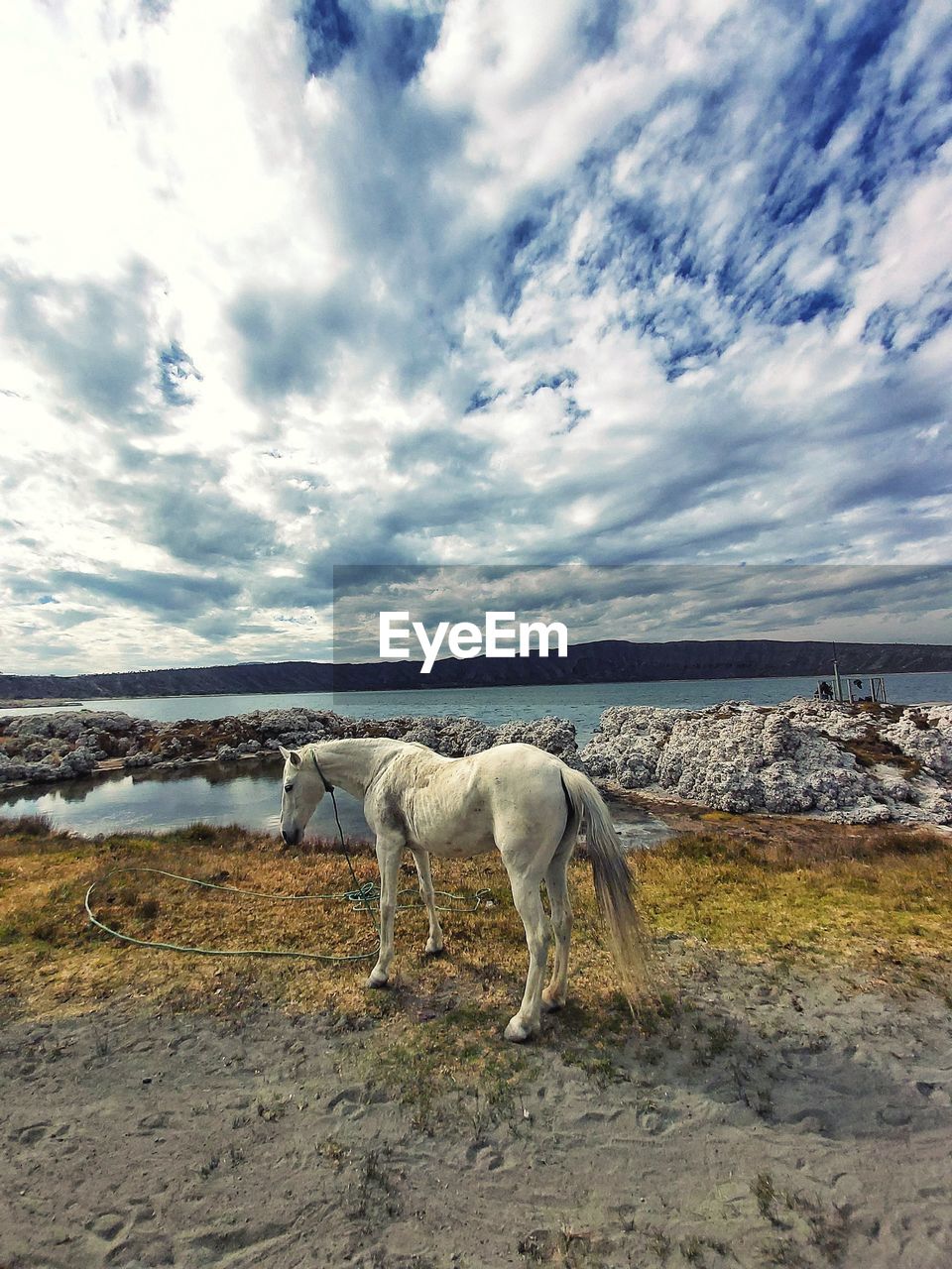 VIEW OF HORSE ON FIELD
