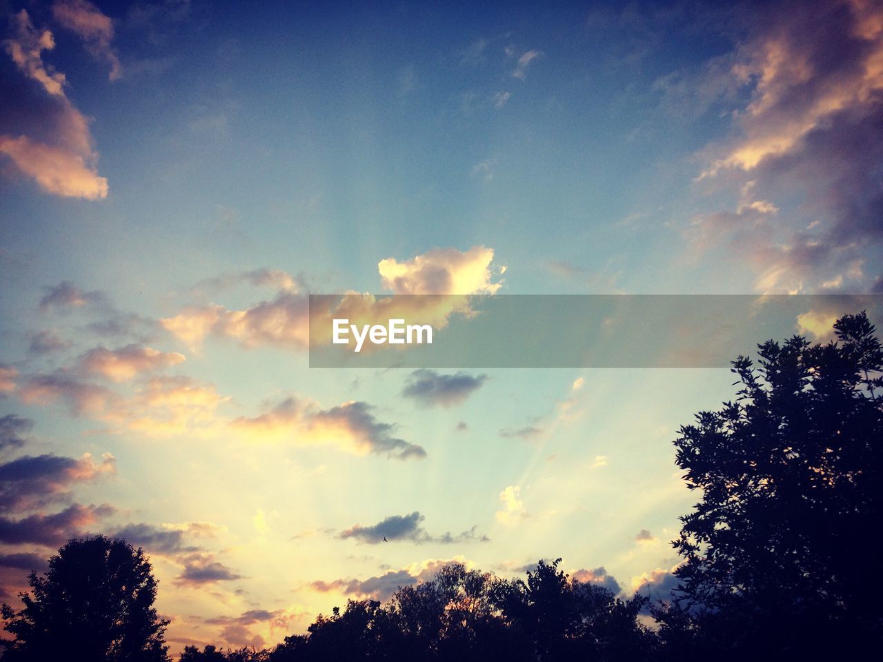 LOW ANGLE VIEW OF TREES AGAINST SKY