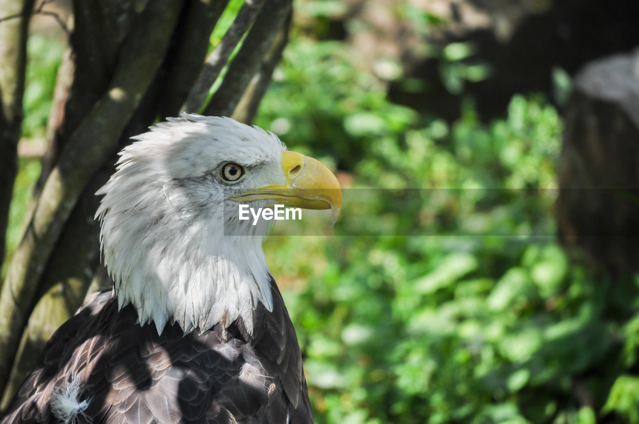 Bald eagle closeup