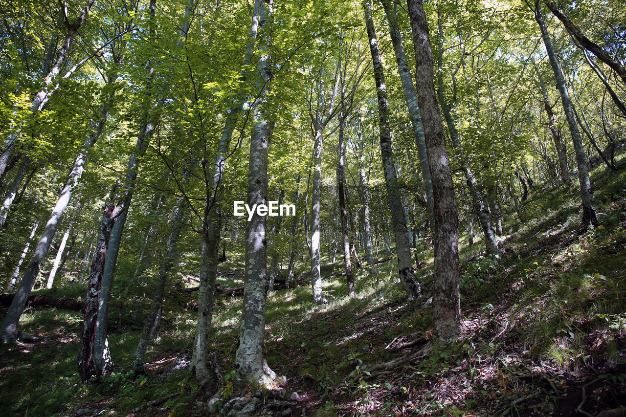 TREES GROWING IN FOREST