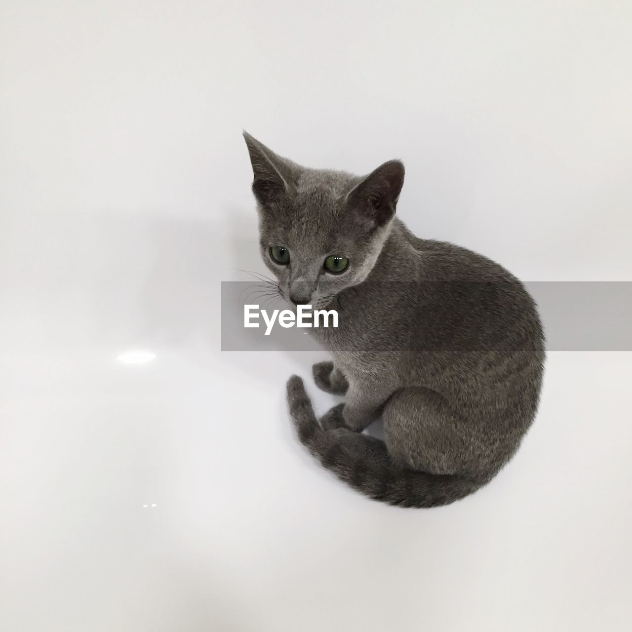 Close-up of kitten sitting against white background