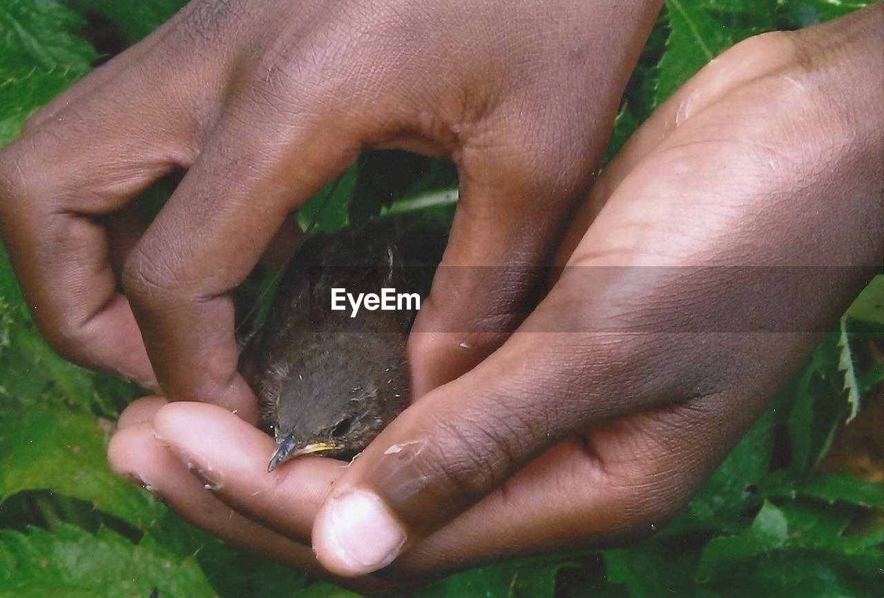 hand, nature, animal, plant, animal themes, finger, close-up, one person, animal wildlife, one animal, land, growth, outdoors, wildlife, adult, day, human leg, limb, holding, green, soil, touching