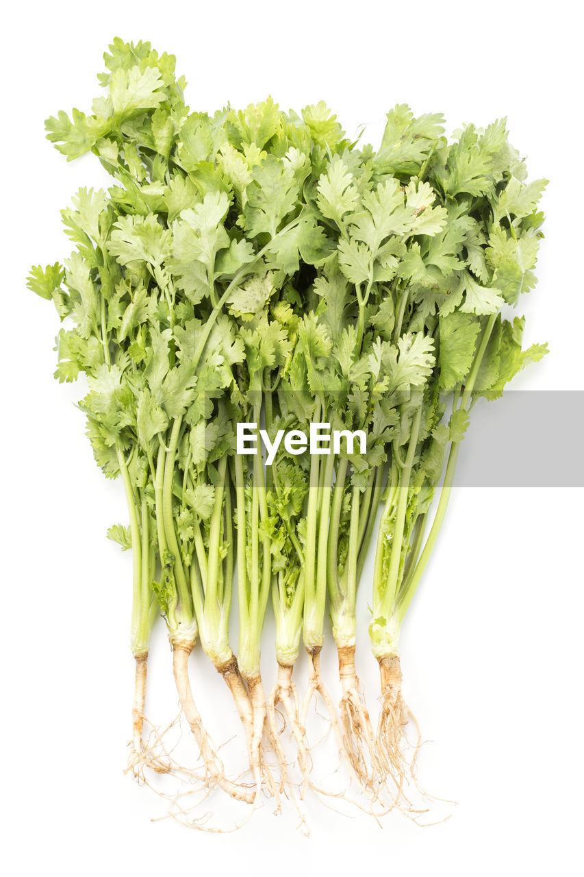 Corainder, chinese parsley