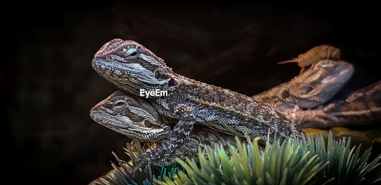CLOSE-UP OF LIZARD ON BRANCH