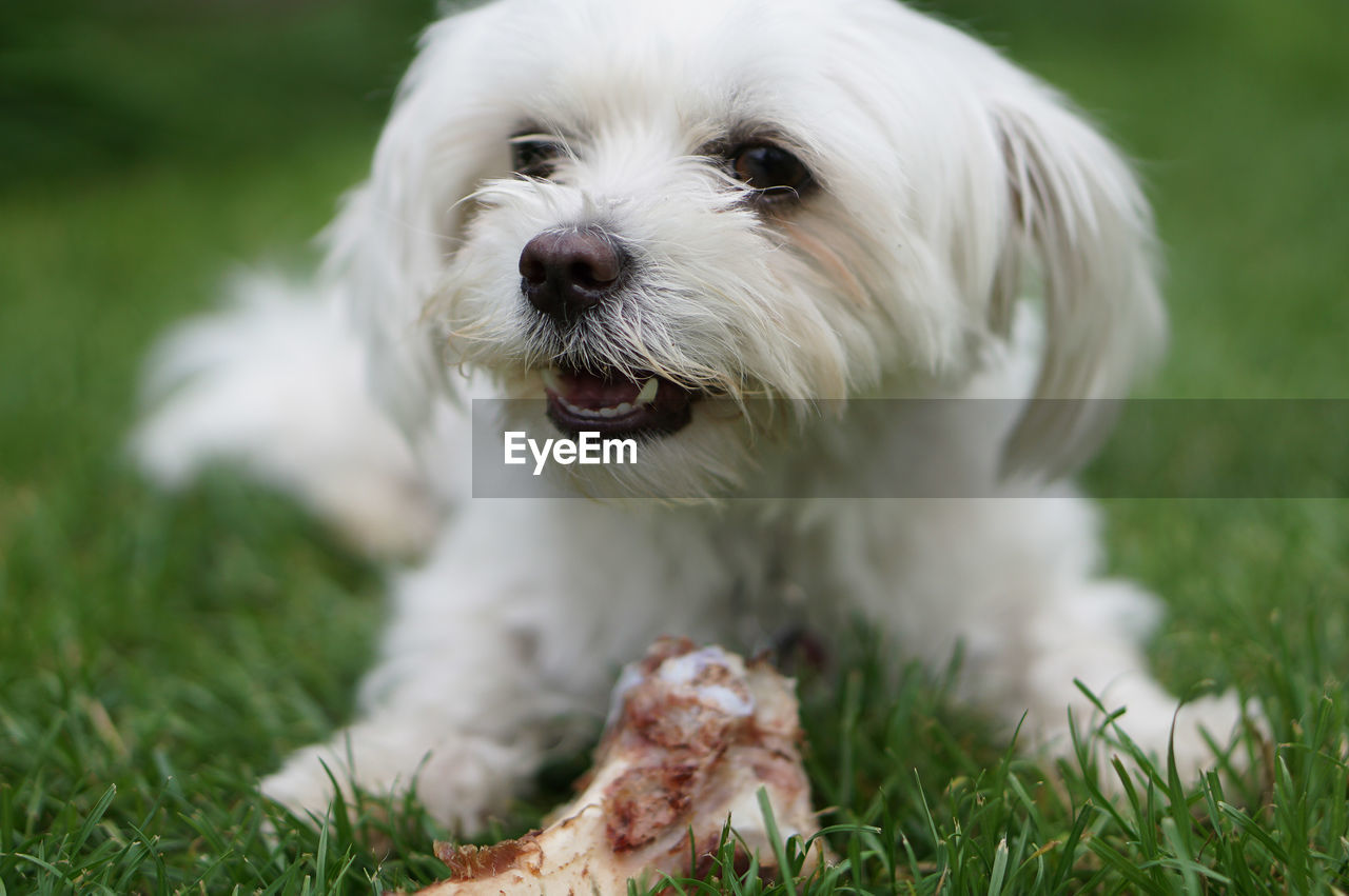 PORTRAIT OF DOG LYING ON GRASS