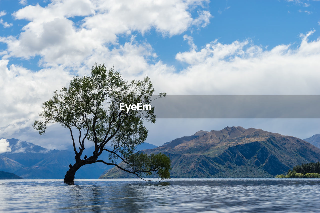 Tree in lake by mountains against sky