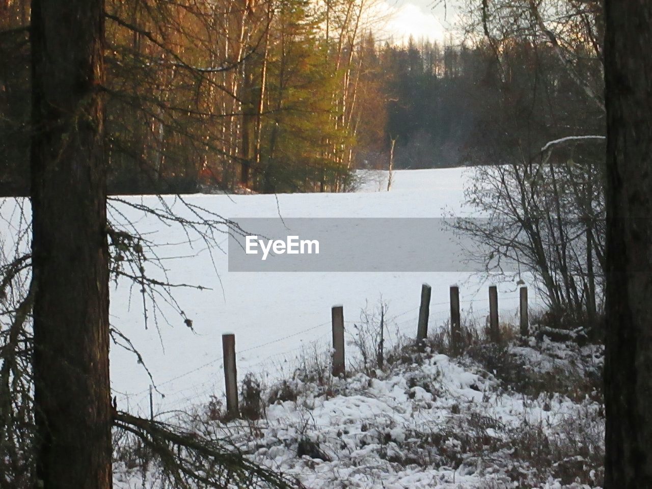 Trees on snow covered field