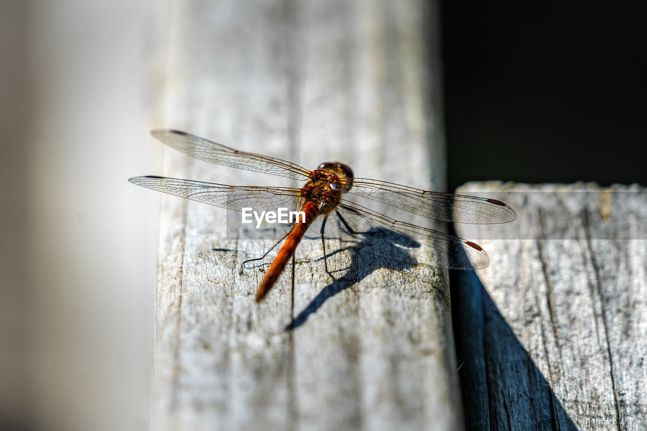 CLOSE-UP OF DRAGONFLY ON WOODEN TABLE