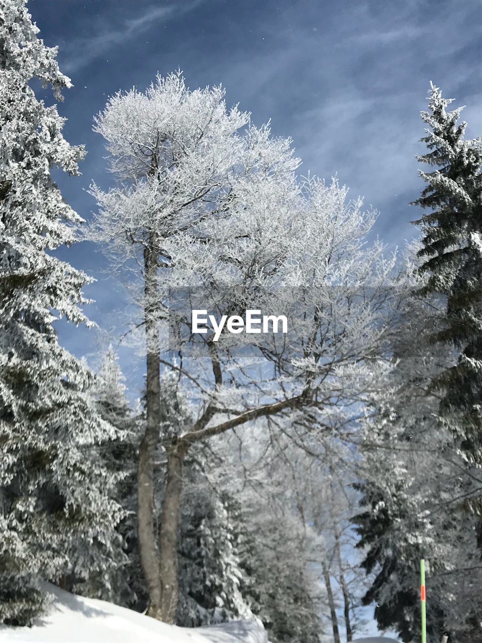 LOW ANGLE VIEW OF SNOW COVERED TREES AGAINST SKY