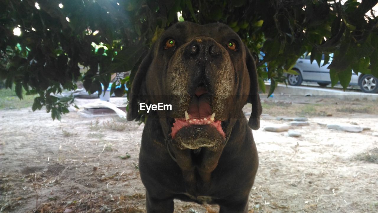 Portrait of dog on tree