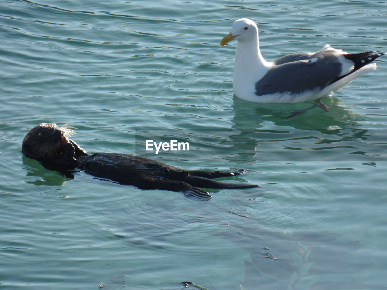 High angle view of sea lion swimming with seagull in water