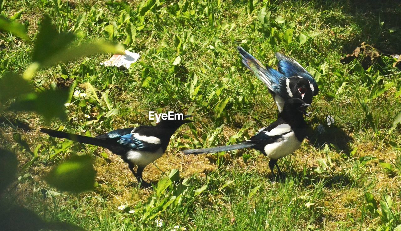 BIRDS ON GRASS FIELD