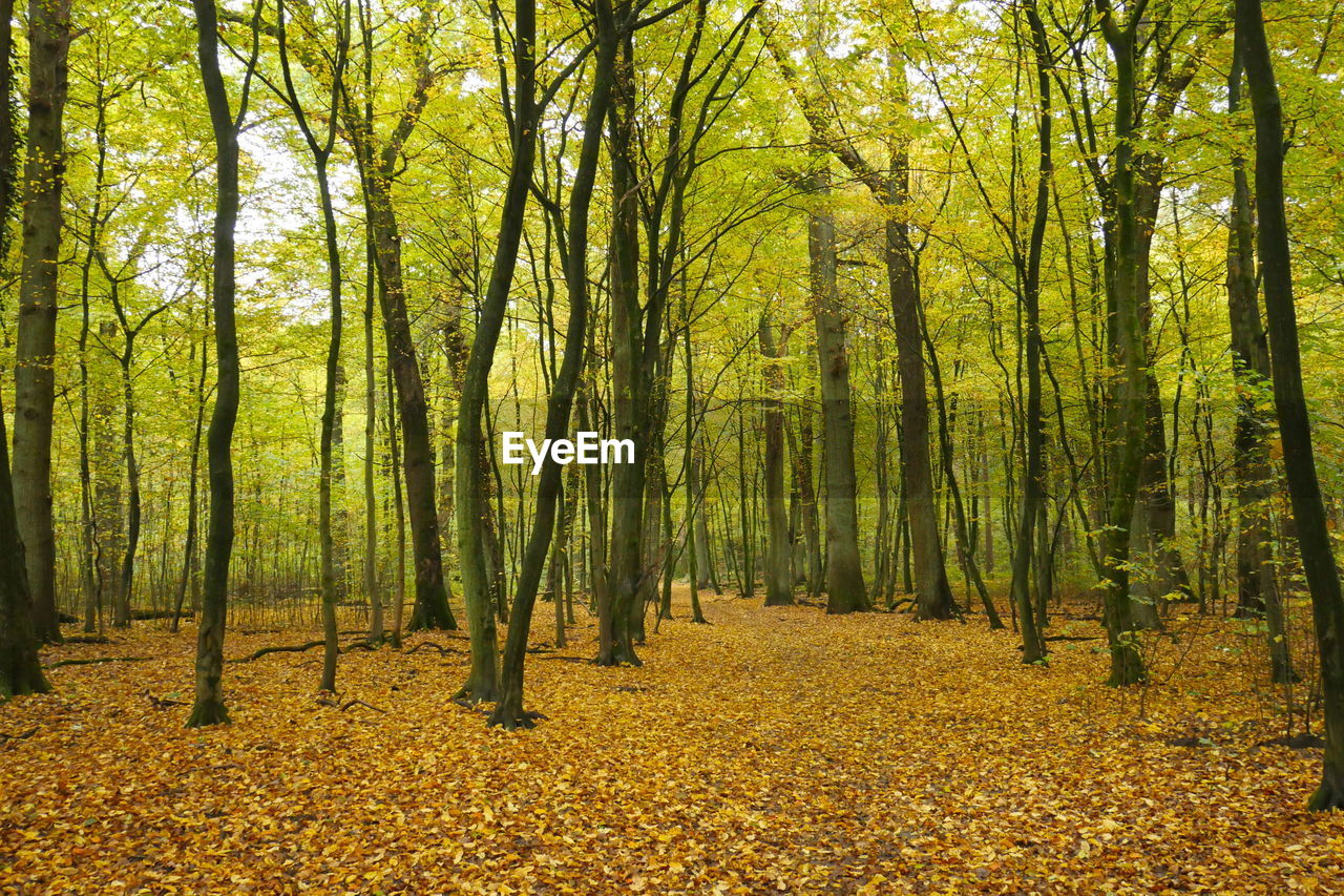 Trees in forest during autumn