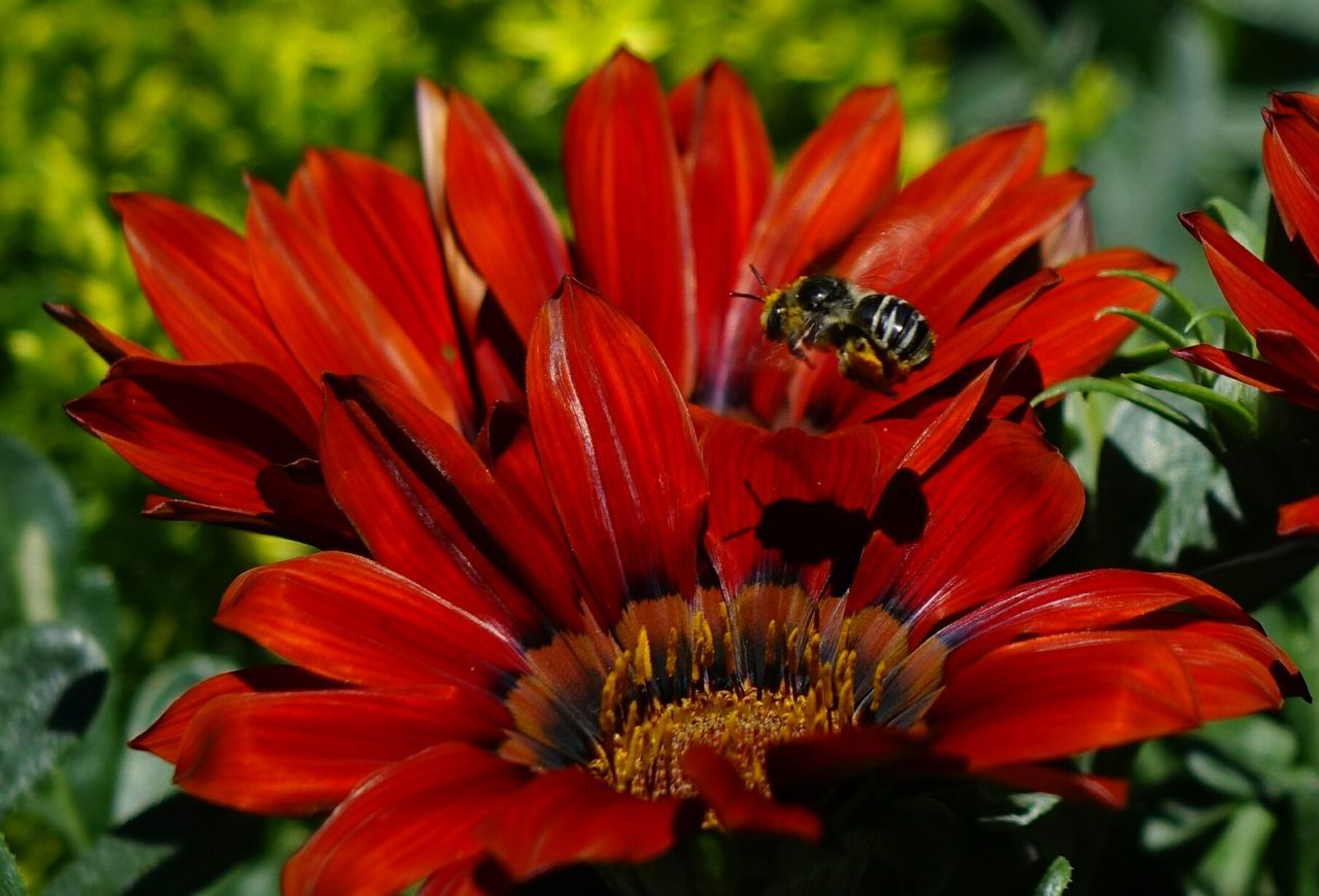 Close-up of bee hovering over red gazania