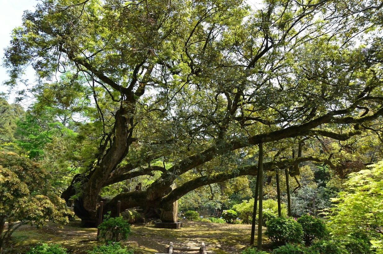 VIEW OF TREES