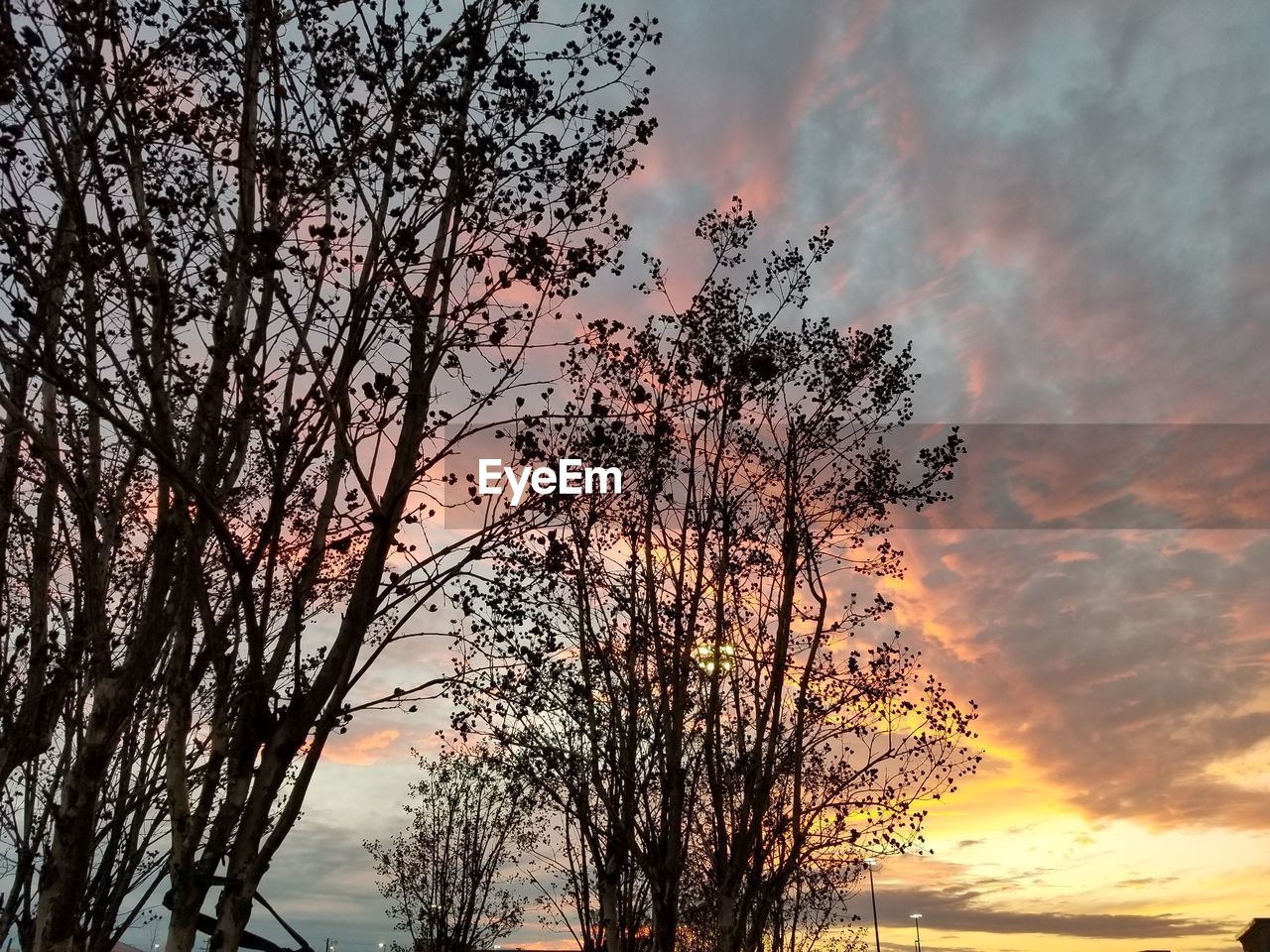 SILHOUETTE TREE AGAINST ROMANTIC SKY AT SUNSET