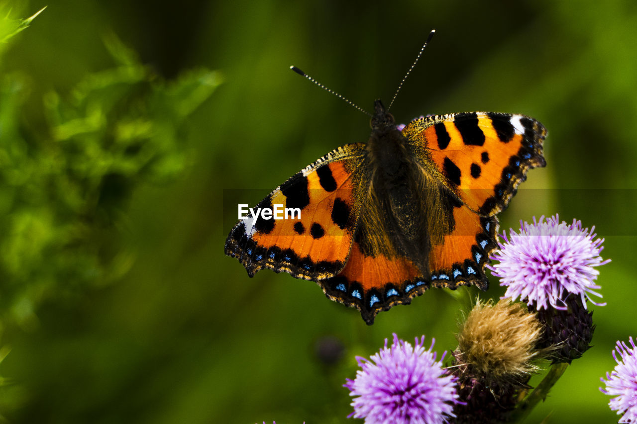 A small tortoiseshell butterfly gathering pollen from a thistle flower