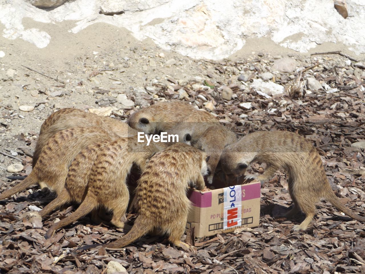 Meerkats eating from cardboard box