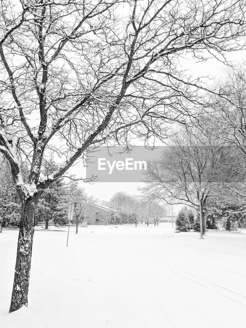 TREES ON SNOW COVERED LANDSCAPE