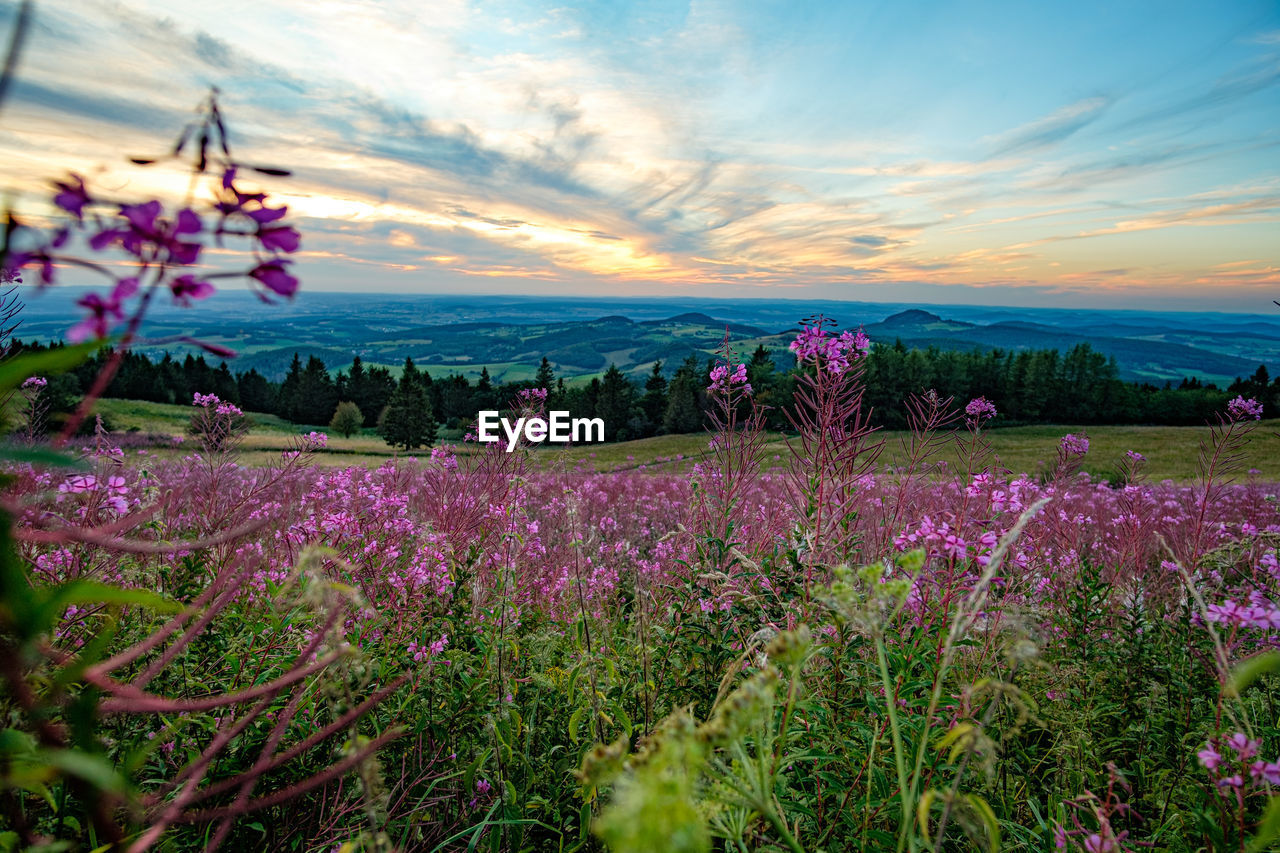 PURPLE FLOWERING PLANTS ON FIELD AGAINST SKY