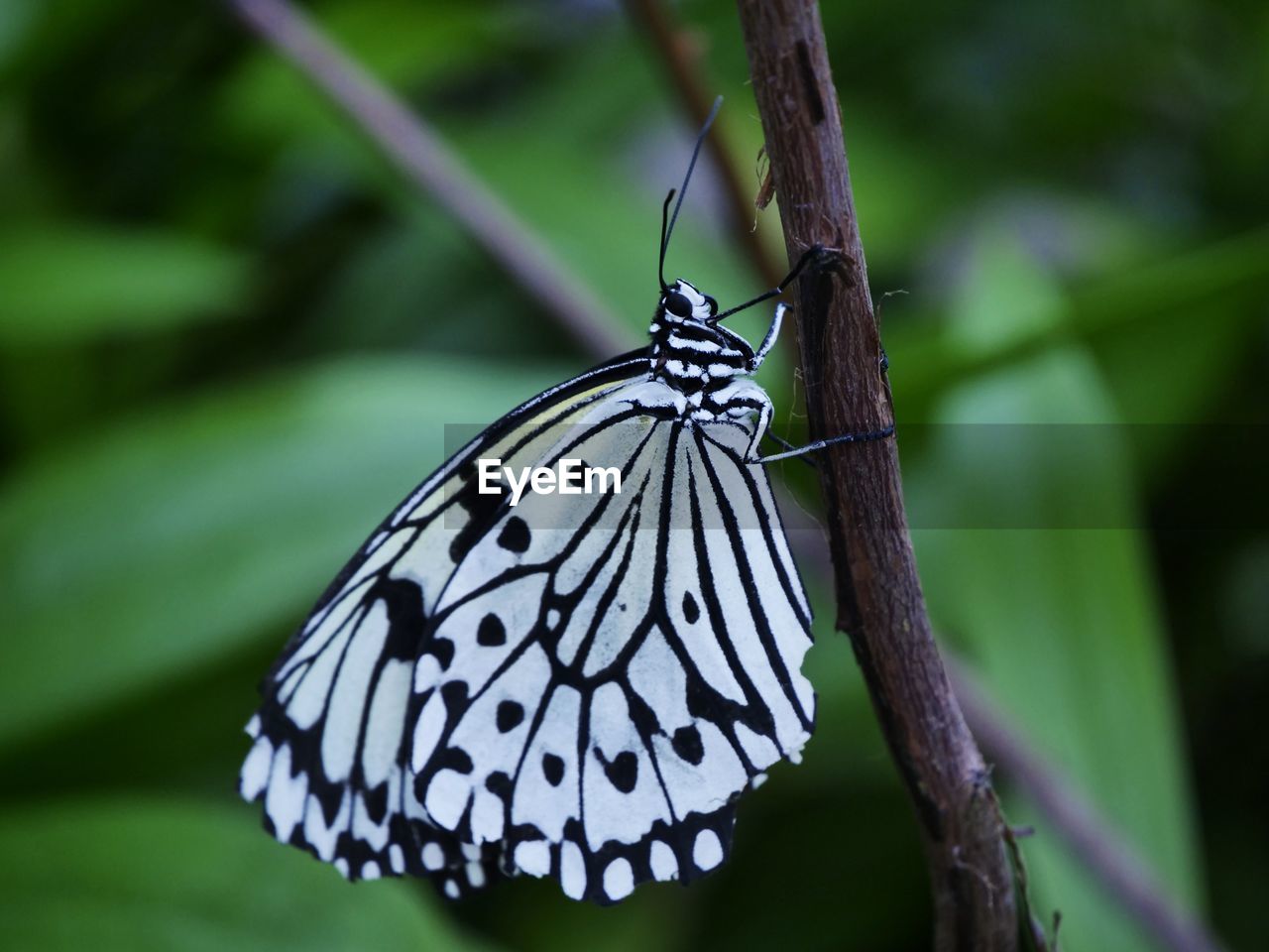 BUTTERFLY ON LEAF